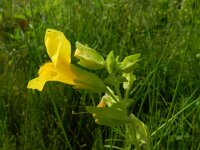 Mimulus guttatus 19, Gele maskerbloem, Saxifraga-Rutger Barendse