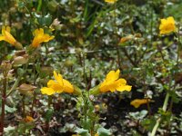 Mimulus guttatus 2, Gele maskerbloem, Saxifraga-Jeroen Willemsen