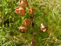 Mimulus guttatus 20, Gele maskerbloem, Saxifraga-Rutger Barendse