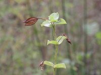 Mimulus guttatus 22, Gele maskerbloem, Saxifraga-Rutger Barendse
