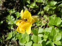 Mimulus guttatus 25, Gele maskerbloem, Saxifraga-Rutger Barendse