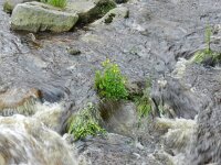 Mimulus guttatus 26, Gele maskerbloem, Saxifraga-Rutger Barendse