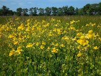 Mimulus guttatus 27, Gele maskerbloem, Saxifraga-Ed Stikvoort