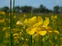 Mimulus guttatus 28, Gele maskerbloem, Saxifraga-Ed Stikvoort
