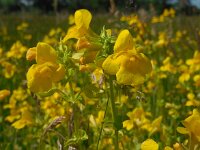 Mimulus guttatus 29, Gele maskerbloem, Saxifraga-Ed Stikvoort