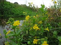 Mimulus guttatus 3, Gele maskerbloem, Saxifraga-Rutger Barendse