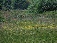 Mimulus guttatus 30, Gele maskerbloem, Saxifraga-Ed Stikvoort