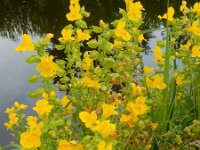 Mimulus guttatus 31, Gele maskerbloem, Saxifraga-Ed Stikvoort