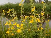 Mimulus guttatus 32, Gele maskerbloem, Saxifraga-Ed Stikvoort
