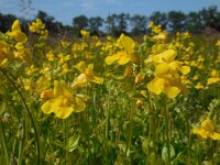 Mimulus guttatus 33, Gele maskerbloem, Saxifraga-Ed Stikvoort