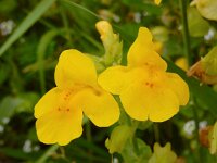 Mimulus guttatus 34, Gele maskerbloem, Saxifraga-Ed Stikvoort