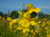 Mimulus guttatus 35, Gele maskerbloem, Saxifraga-Ed Stikvoort
