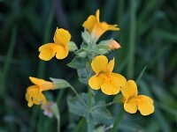 Mimulus guttatus 39, Gele maskerbloem, Saxifraga-Tom Heijnen