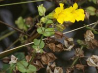 Mimulus guttatus 4, Gele maskerbloem, Saxifraga-Peter Meininger