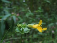 Mimulus guttatus 5, Gele maskerbloem, Saxifraga-Rutger Barendse