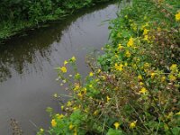 Mimulus guttatus 6, Gele maskerbloem, Saxifraga-Rutger Barendse