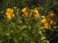 Mimulus guttatus 7, Gele maskerbloem, Saxifraga-Jan van der Straaten
