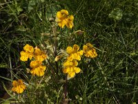 Mimulus guttatus 8, Gele maskerbloem, Saxifraga-Jan van der Straaten