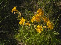 Mimulus guttatus 9, Gele maskerbloem, Saxifraga-Jan van der Straaten