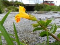 Mimulus luteus 2, Saxifraga-Rutger Barendse