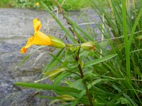Mimulus luteus 3, Saxifraga-Rutger Barendse