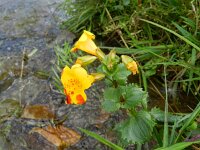 Mimulus luteus 4, Saxifraga-Rutger Barendse