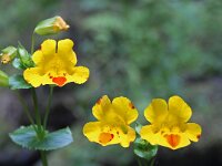 Mimulus luteus 5, Saxifraga-Jeroen Willemsen