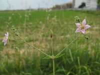 Minuartia geniculata 2, Saxifraga-Rutger Barendse