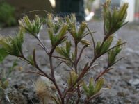 Minuartia mediterranea 2, Saxifraga-Rutger Barendse