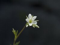 Minuartia rostrata 2, Saxifraga-Jan van der Straaten
