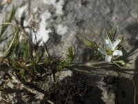 Minuartia rostrata 3, Saxifraga-Jan van der Straaten