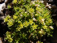 Minuartia sedoides 2, Saxifraga-Ed Stikvoort