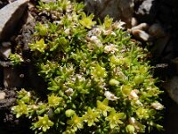 Minuartia sedoides 3, Saxifraga-Ed Stikvoort