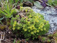 Minuartia sedoides 4, Saxifraga-Jeroen Willemsen