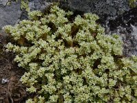 Minuartia sedoides 5, Saxifraga-Harry Jans  Minuartia sedoides