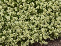 Minuartia sedoides 6, Saxifraga-Harry Jans  Minuartia sedoides