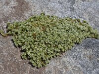 Minuartia sedoides 7, Saxifraga-Harry Jans  Minuartia sedoides