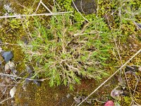 Minuartia verna ssp hyrcinica 18, Saxifraga-Rutger Barendse