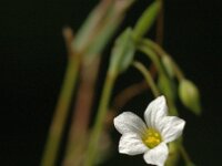 Minuartia villarii 2, Saxifraga-Jan van der Straaten