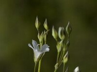 Minuartia villarii 3, Saxifraga-Jan van der Straaten
