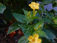 Mirabilis jalapa 10, Nachtschone, Saxifraga-Ed Stikvoort