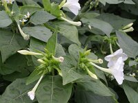 Mirabilis jalapa 3, Nachtschone, Saxifraga-Rutger Barendse