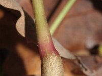 Mirabilis jalapa 5, Nachtschone, Saxifraga-Rutger Barendse