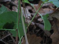 Mirabilis jalapa 6, Nachtschone, Saxifraga-Rutger Barendse