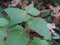 Mirabilis jalapa 7, Nachtschone, Saxifraga-Rutger Barendse