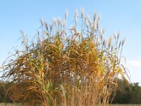 Miscanthus sinensis 10, Klein prachtriet, Saxifraga-Rutger Barendse