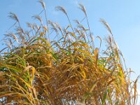 Miscanthus sinensis 11, Klein prachtriet, Saxifraga-Rutger Barendse