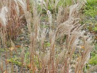Miscanthus sinensis 2, Klein prachtriet, Saxifraga-Rutger Barendse