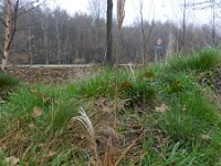Miscanthus sinensis 3, Klein prachtriet, Saxifraga-Rutger Barendse