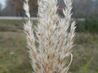 Miscanthus sinensis 4, Klein prachtriet, Saxifraga-Rutger Barendse